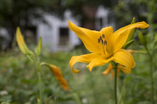 Yellow flower in bloom