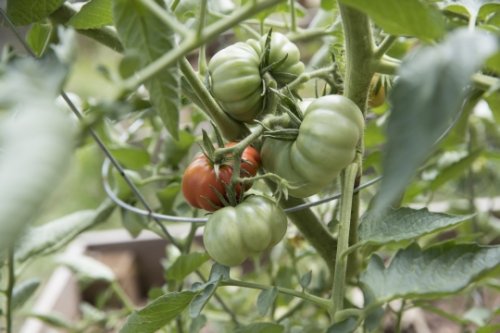 Tomatoes in the community garden