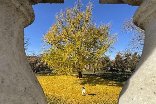 Student walking in front of Pat Ginko tree