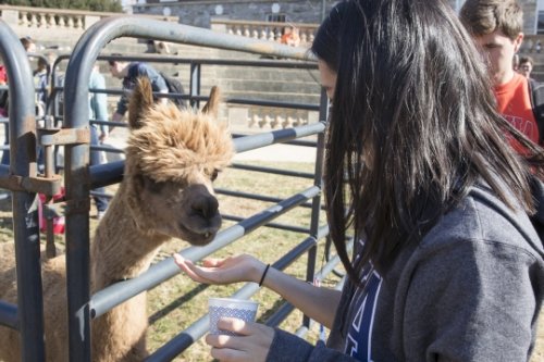 Student feeling an alpaca in the Amphitheater
