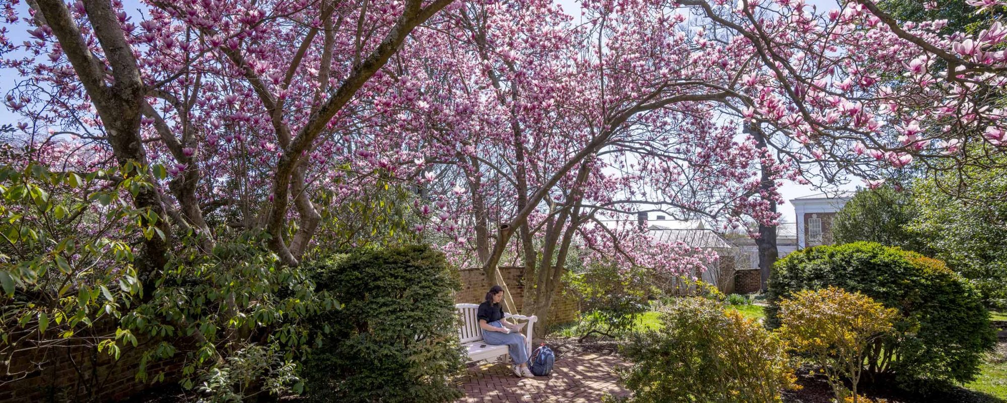 Student on bench in garden with tree with pink blooms behind them