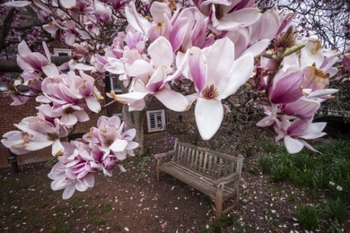 Bench under pink blossoms